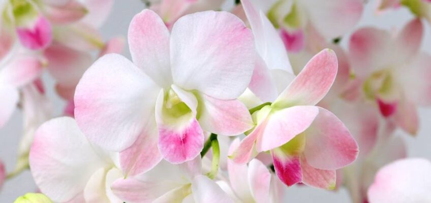 Rare Orchid's Name Pink Nagarindra (กล้วยไม้พันธุ์หายากชื่อ ชมพูนครินทร์)