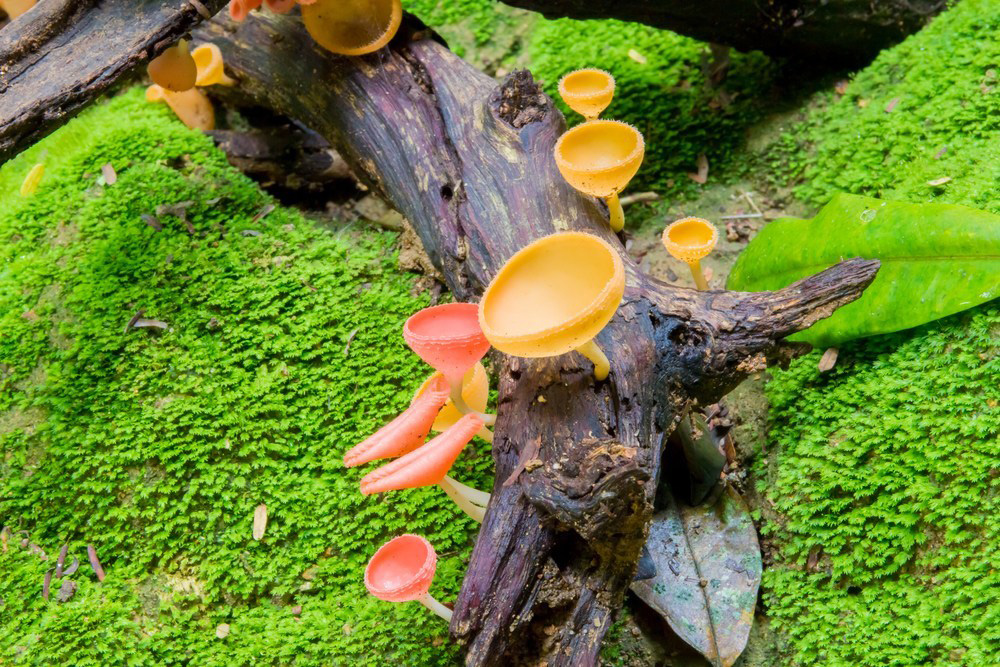 5 Places To See In Thailand In June Cookeina Speciosa Mushroom