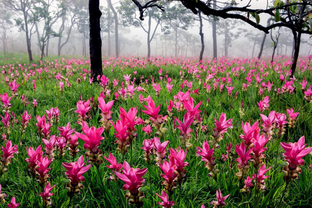 5 Places To See In Thailand In June Pa Hin Ngam National Park Siam Tulip